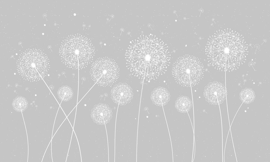 Eine weiße Pusteblume auf grauem Hintergrund
