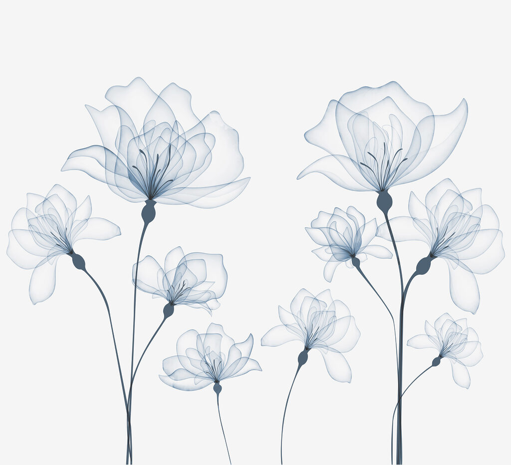 Eine transparente Blume auf weißem Hintergrund Eine transparente Blume auf weißem Hintergrund