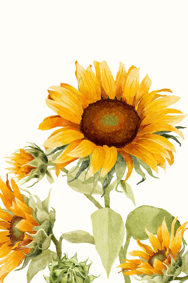 Nahaufnahme einer Sonnenblume Nahaufnahme einer Sonnenblume