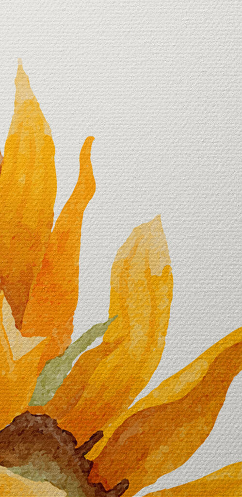 A close up of a sunflower