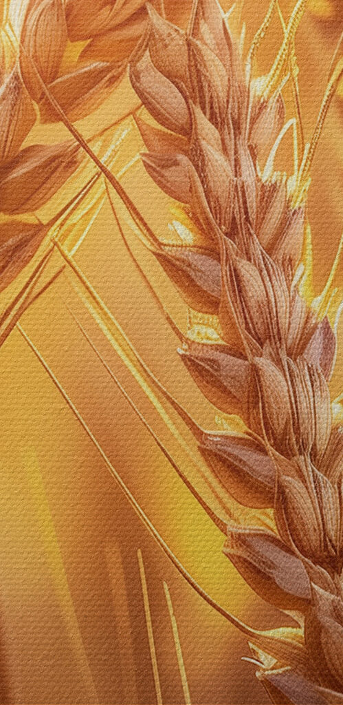 Close up of wheat in a field Close up of wheat in a field