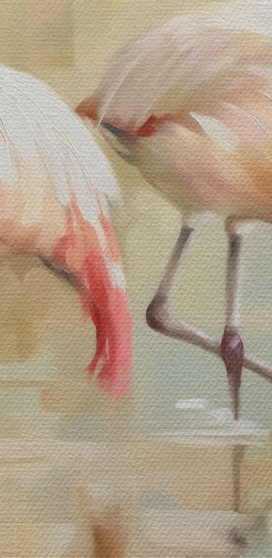 Zwei Flamingos gehen auf dem Wasser