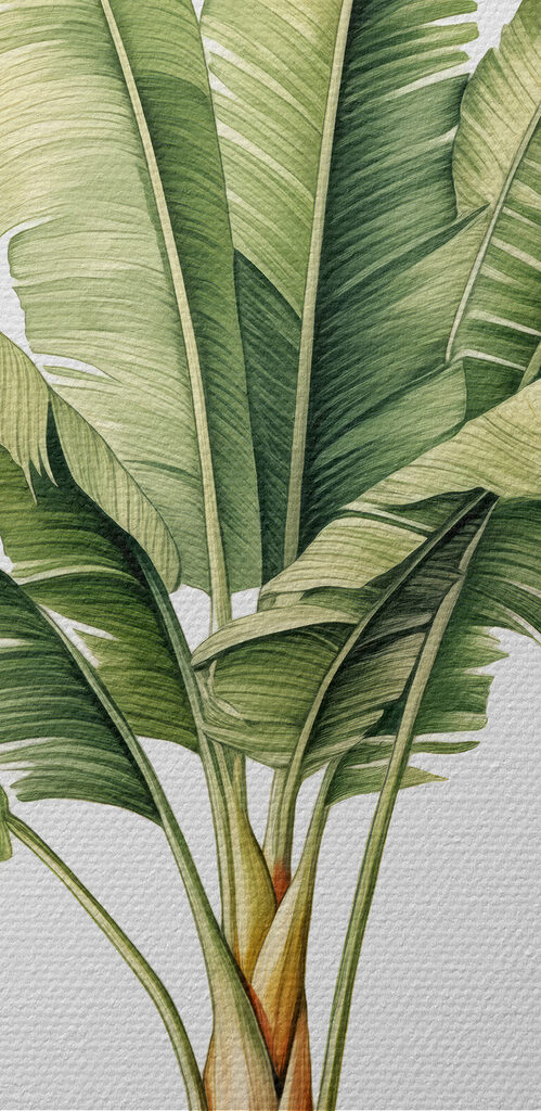 Palm tree with large leaves Palm tree with large leaves