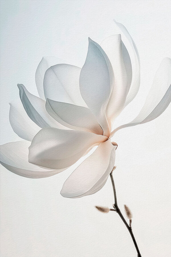 Weiße Blume mit Blütenblättern Weiße Blume mit Blütenblättern