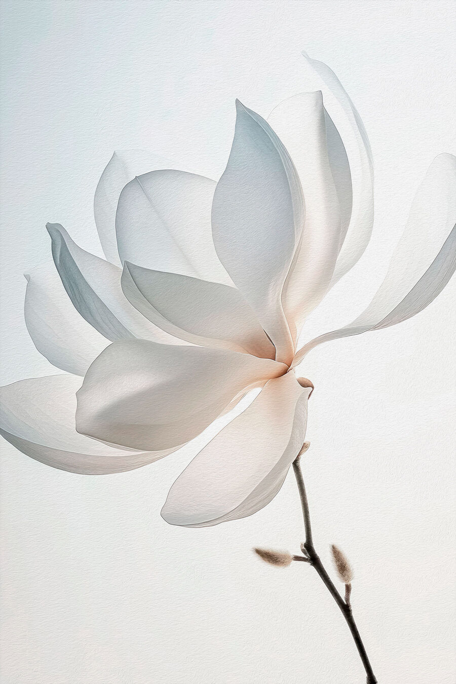 Weiße Blume mit Blütenblättern