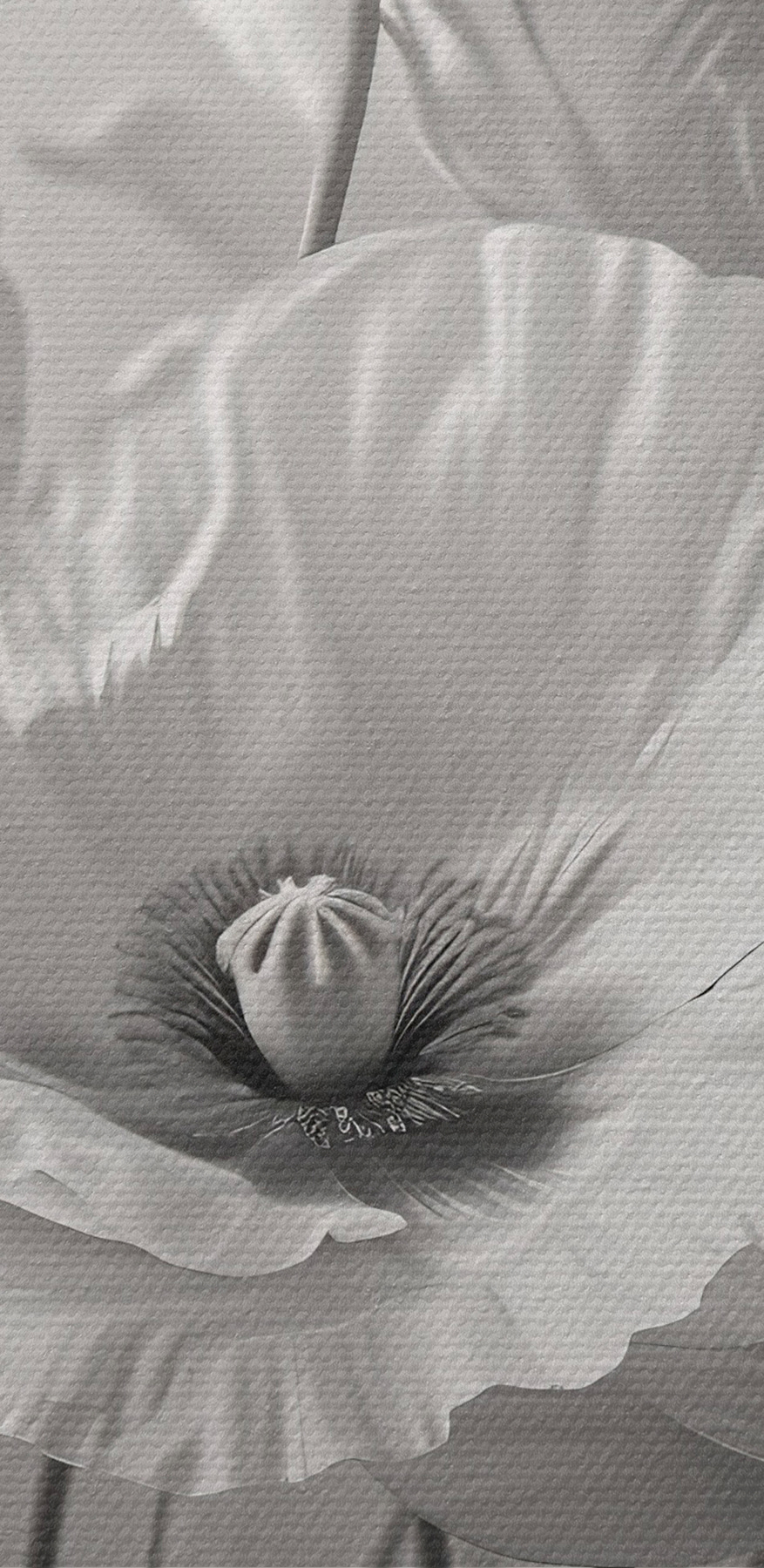 Gruppe von weißen Blumen