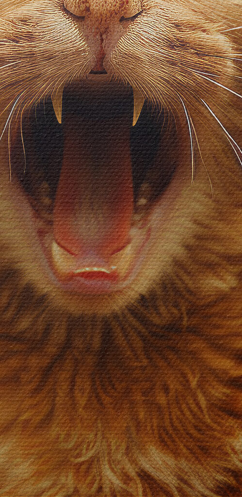 Cat with its mouth open Cat with its mouth open