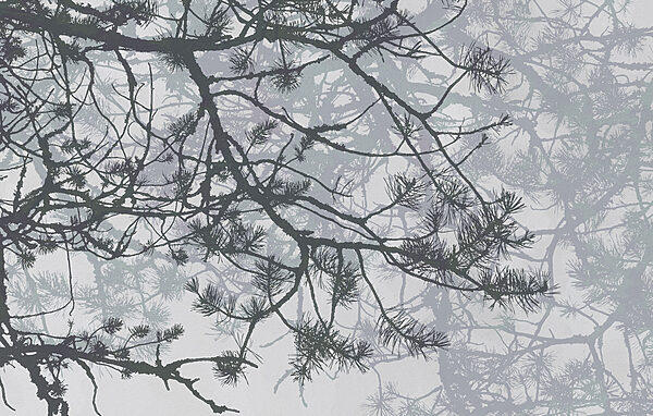 Tree branches with needles