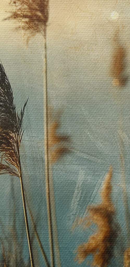 Close up of tall grass Close up of tall grass