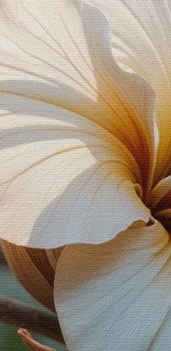 Elegant blooms in soft sunlight Elegant blooms in soft sunlight