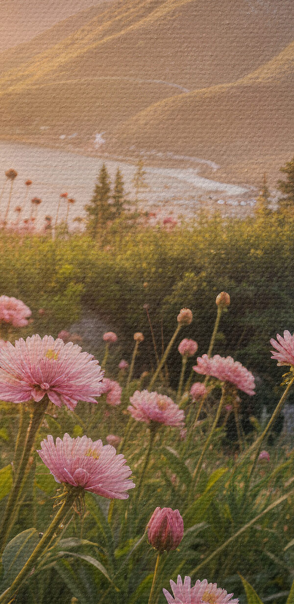 Feld von rosa Blumen mit einem Baum und Bergen im Hintergrund Feld von rosa Blumen mit einem Baum und Bergen im Hintergrund