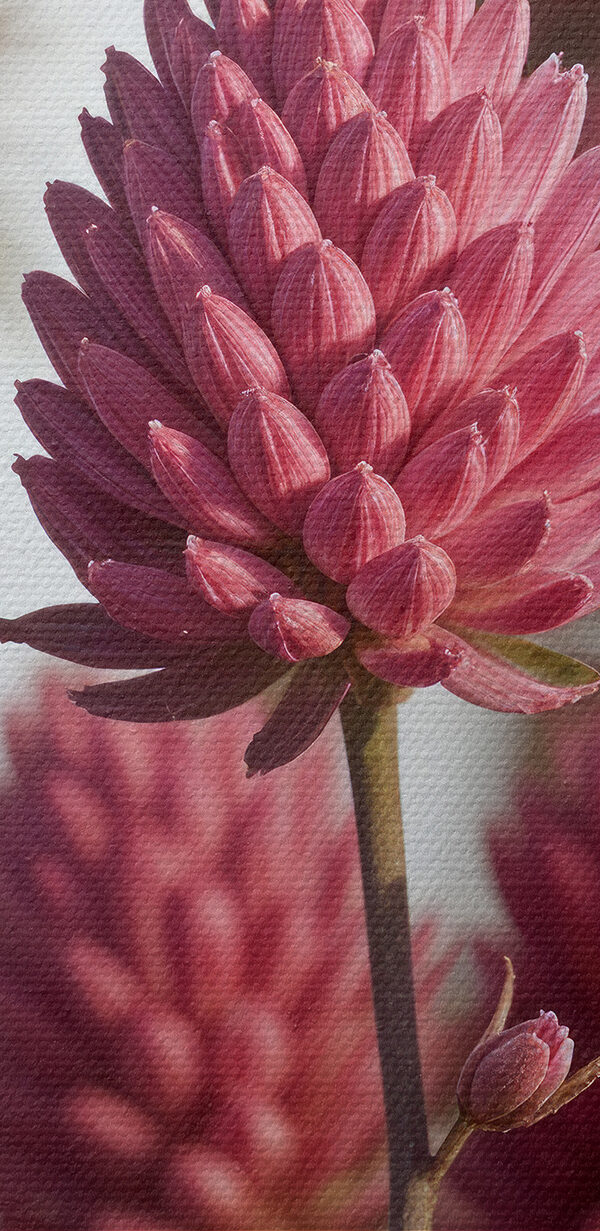 Group of pink flowers Group of pink flowers