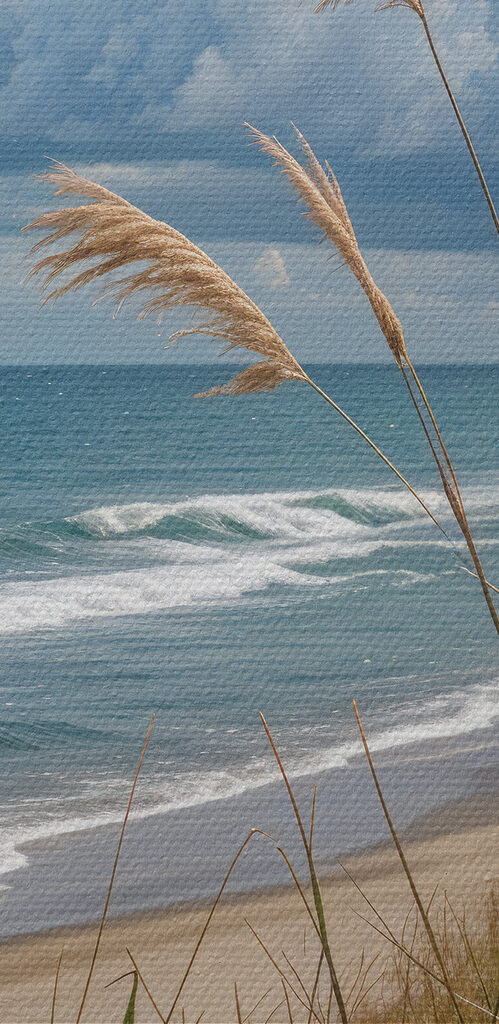 Beach with tall grass and water Beach with tall grass and water