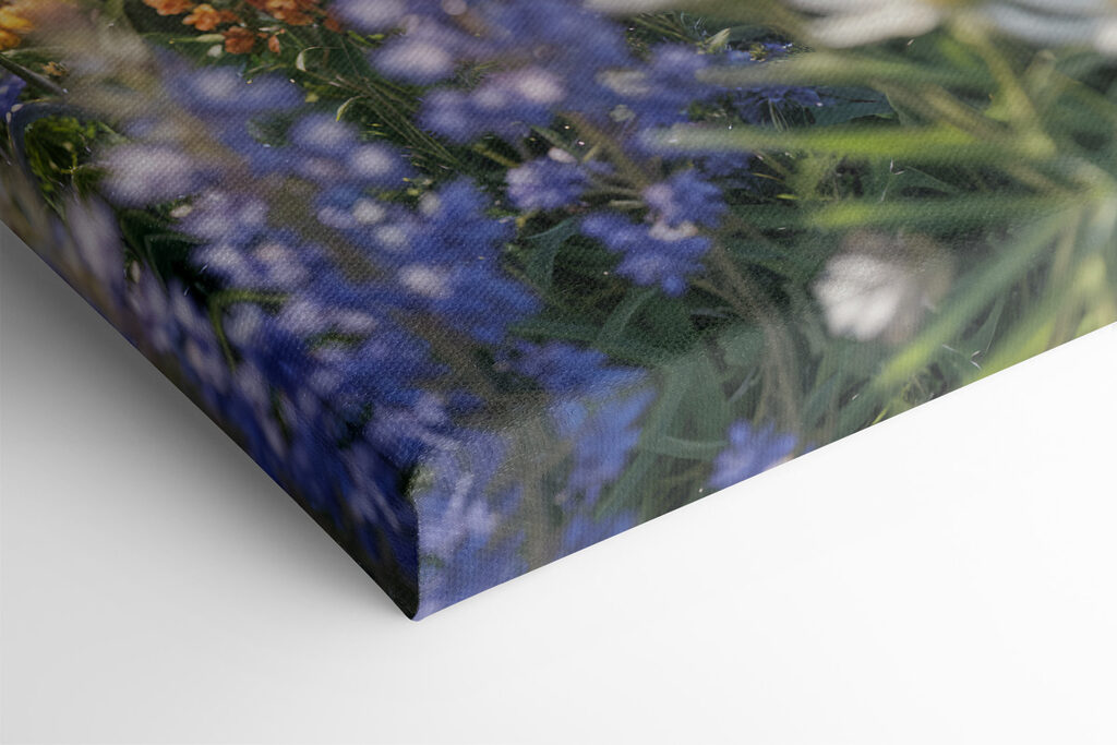 Ein Feld voller bunter Blumen s40390pml 1024x683 - Ein Feld voller bunter Blumen