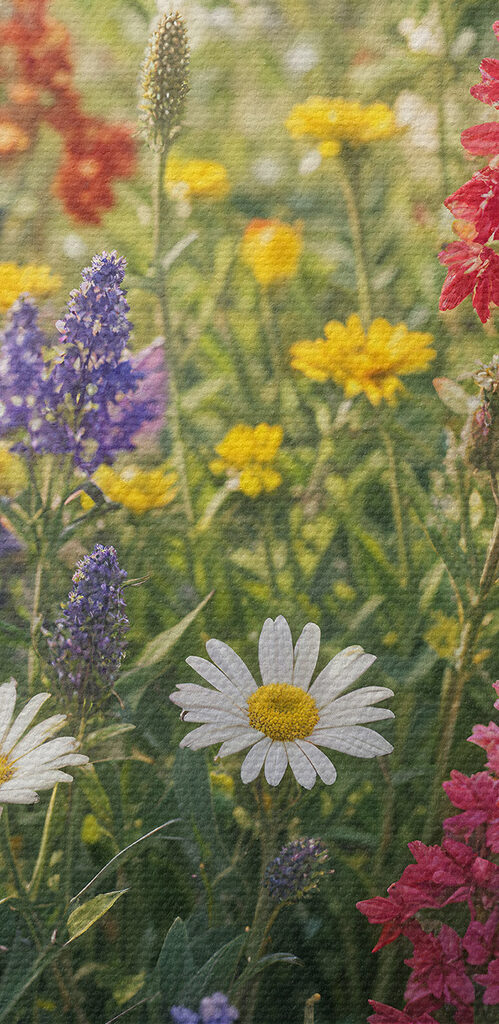Ein Feld voller bunter Blumen s40390pzvl 499x1024 - Ein Feld voller bunter Blumen