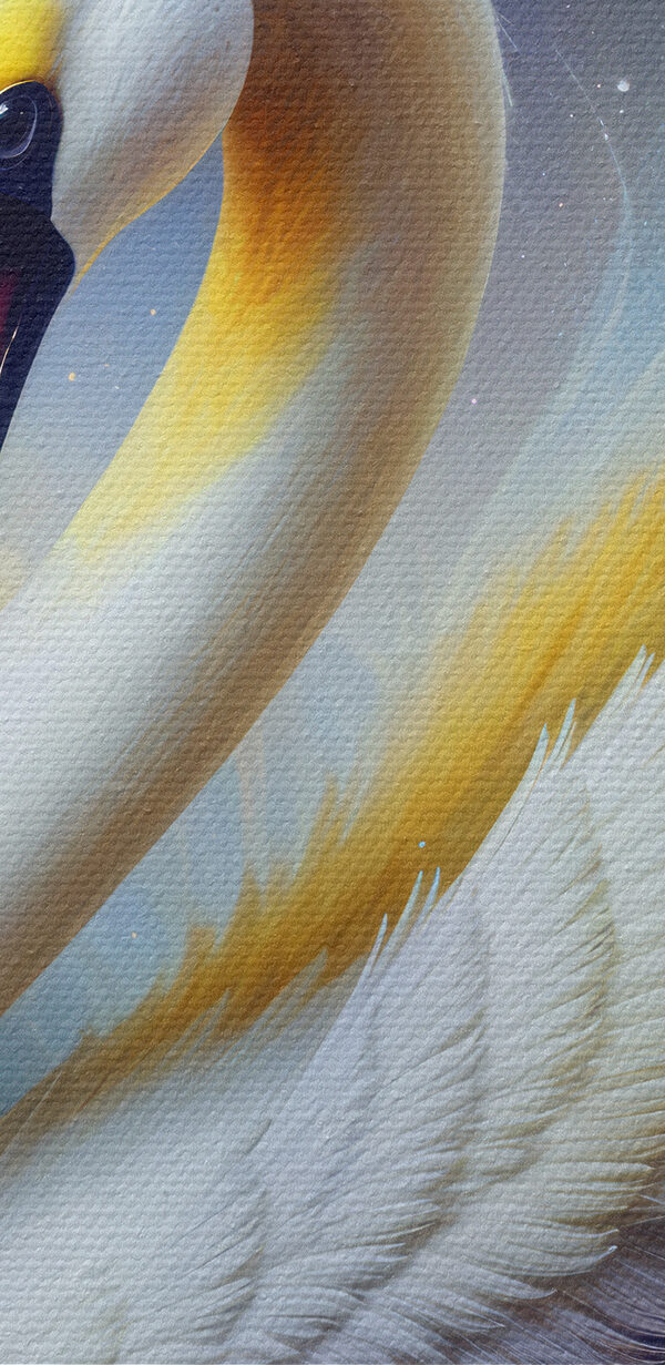 Weißer Schwan mit gelben und blauen Federn Weißer Schwan mit gelben und blauen Federn