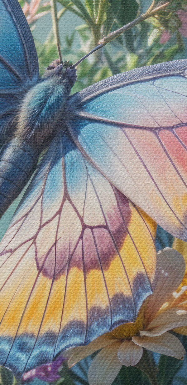 Schmetterling auf einer Blume Schmetterling auf einer Blume