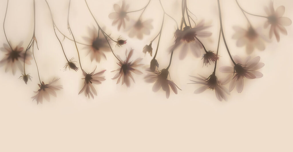 Gruppe von Blumen auf einem weißen Hintergrund Gruppe von Blumen auf einem weißen Hintergrund