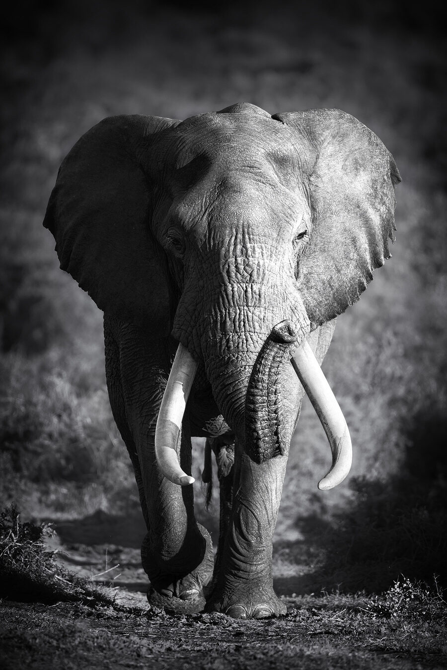 Ein Elefant mit Stoßzähnen geht