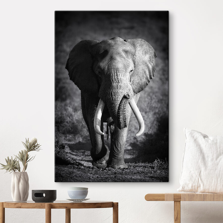 Ein Elefant mit Stoßzähnen geht