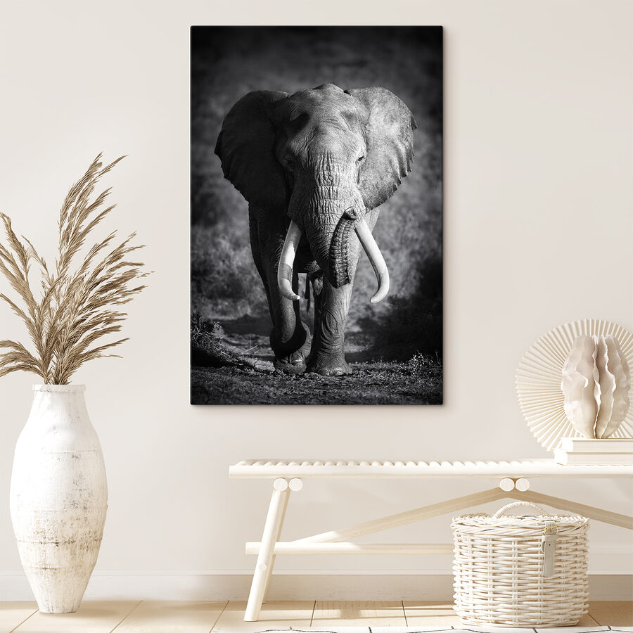 Ein Elefant mit Stoßzähnen geht