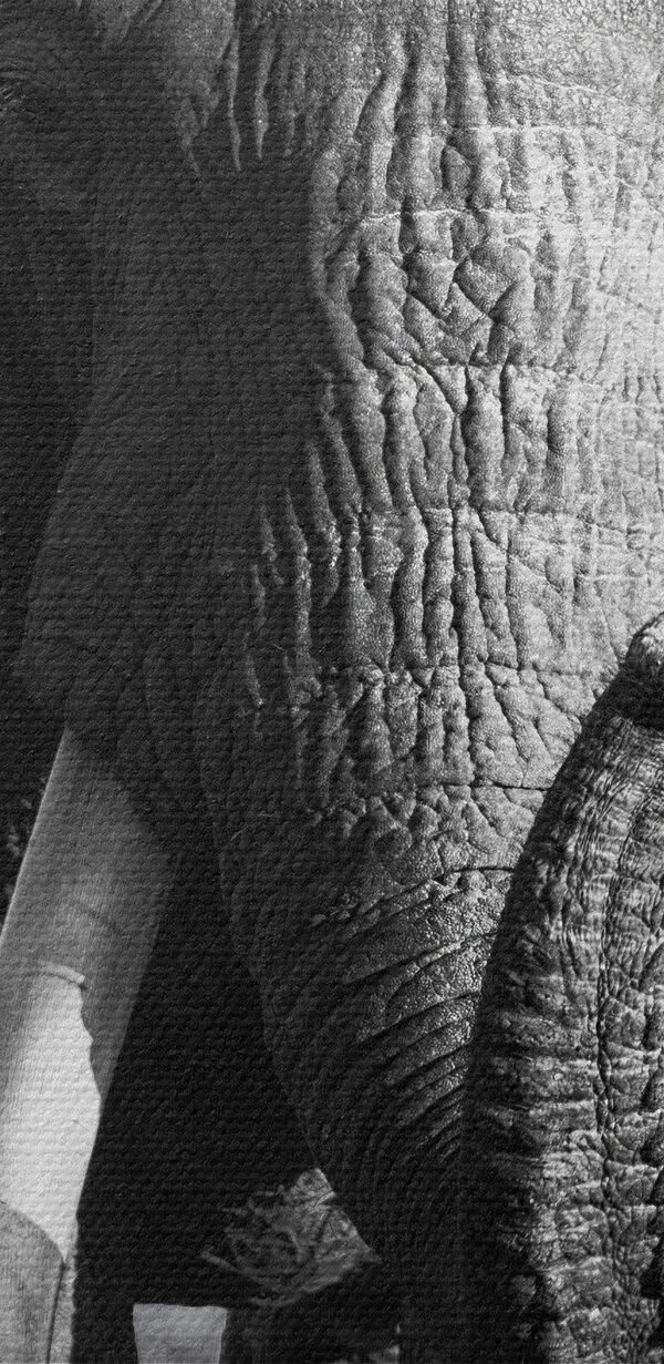 Ein Elefant mit Stoßzähnen geht Ein Elefant mit Stoßzähnen geht