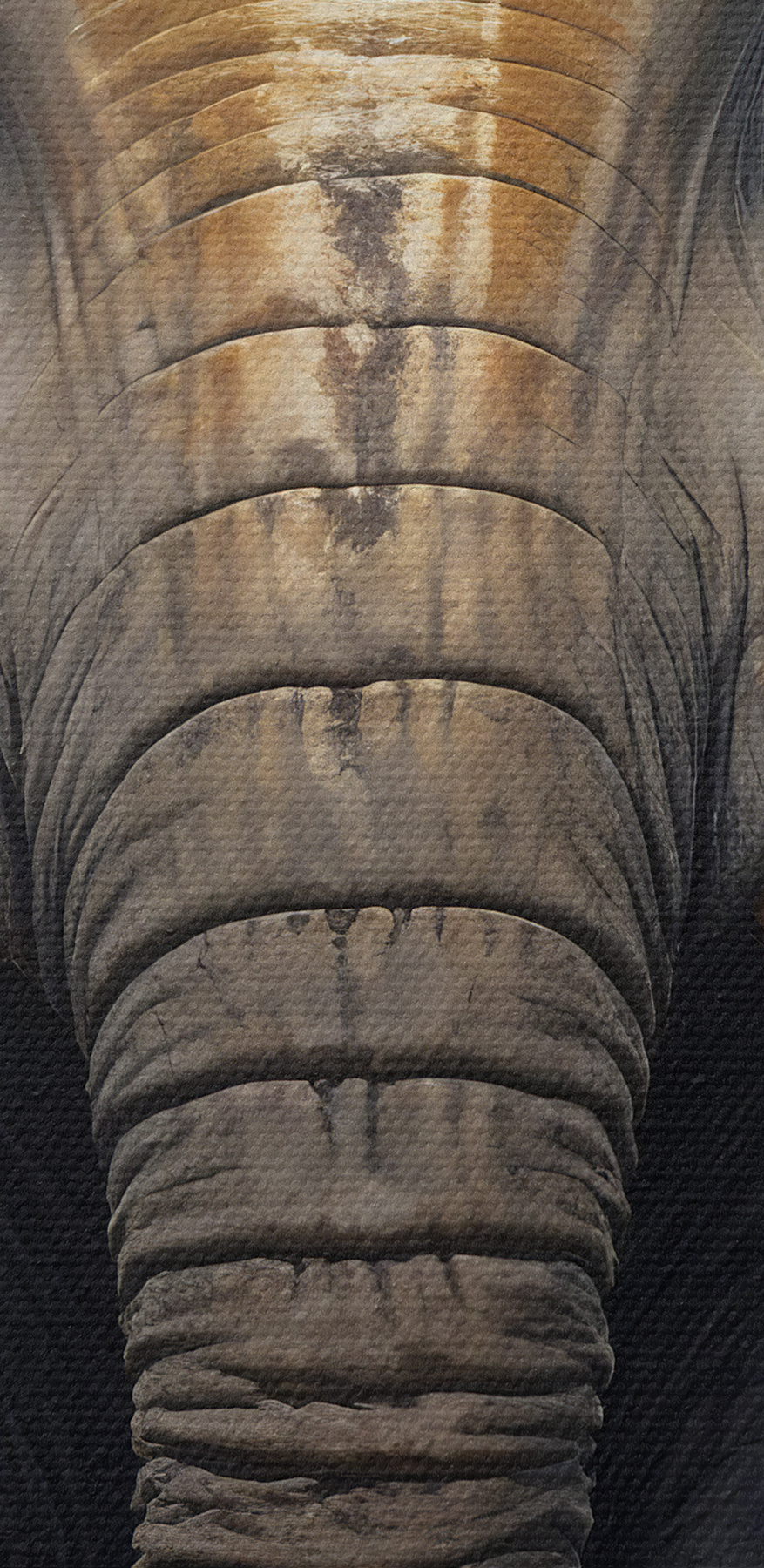 Ein Elefant mit großen Ohren Ein Elefant mit großen Ohren