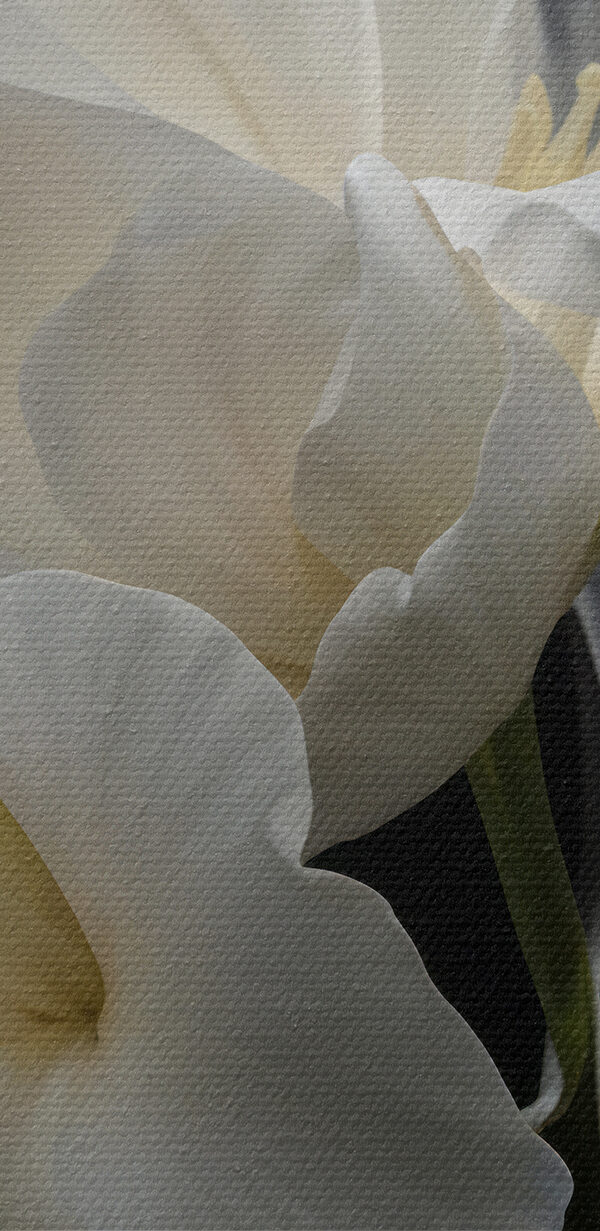 Elegant white flowers against black background Elegant white flowers against black background