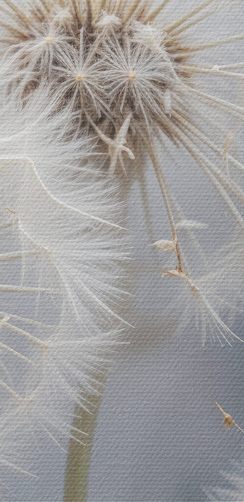 Group of dandelions with seeds flying