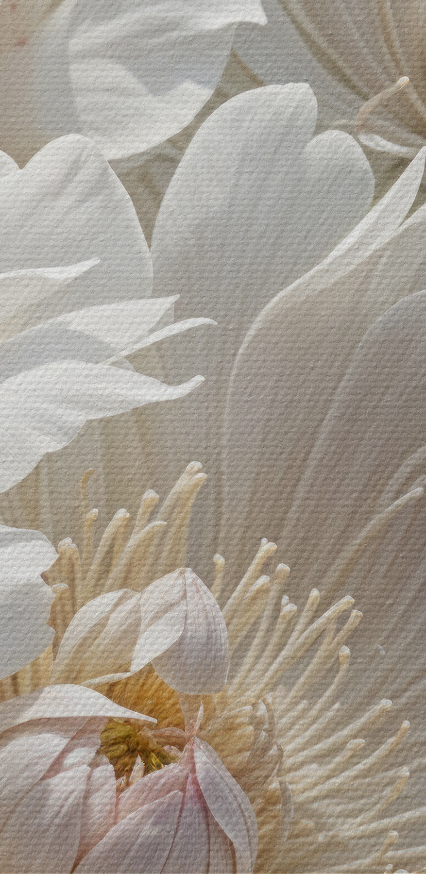 Gruppe von weißen Blumen