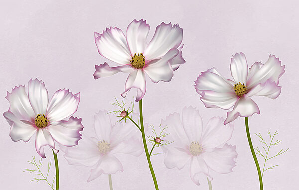 Gruppe von weißen Blumen Gruppe von weißen Blumen