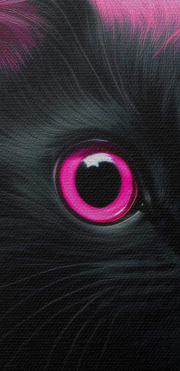 Schwarze Katze mit rosa Haaren Schwarze Katze mit rosa Haaren