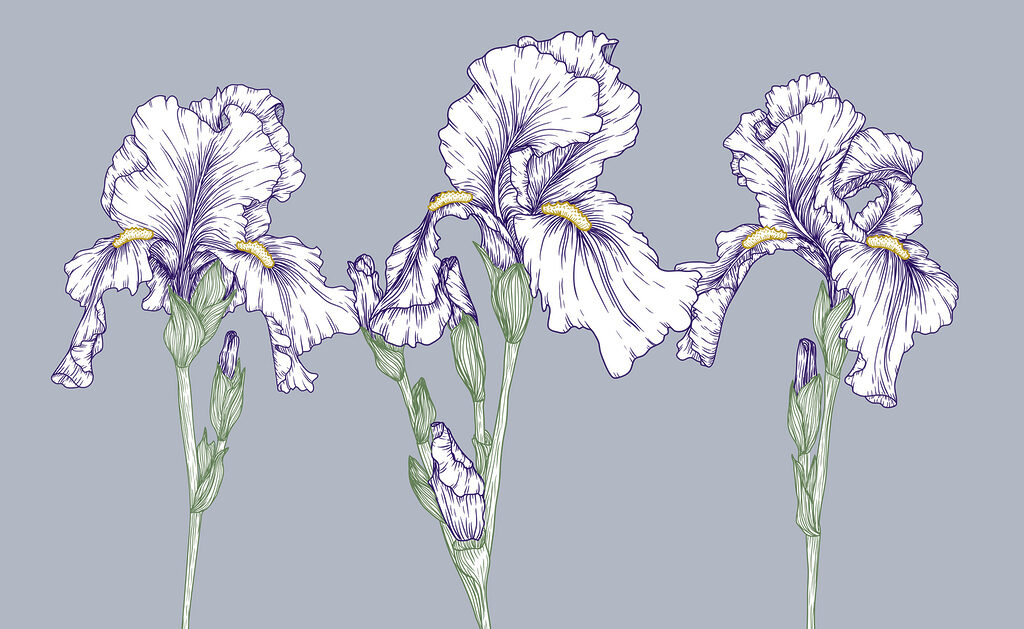 Gruppe von weißen Blumen Gruppe von weißen Blumen