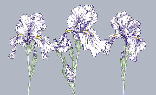 Gruppe von weißen Blumen Gruppe von weißen Blumen