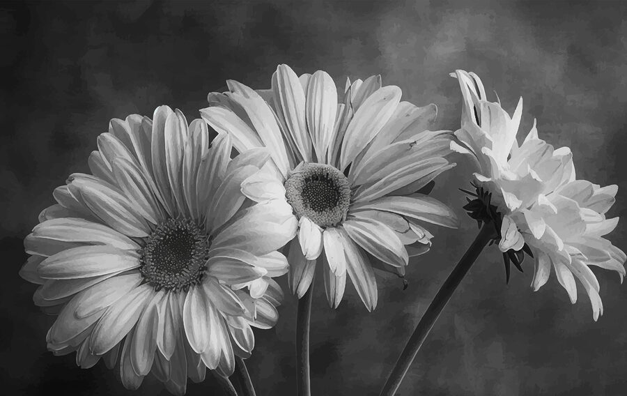 Gruppe von Blumen mit Blütenblättern
