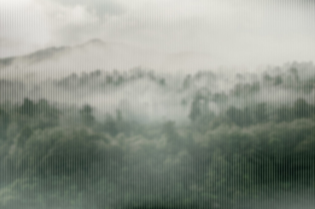 Nebliger Wald mit Bäumen Nebliger Wald mit Bäumen