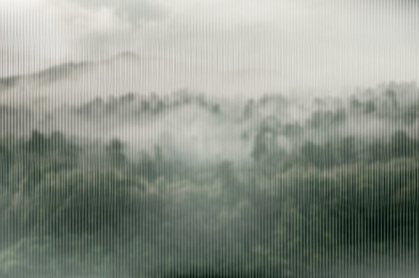 Nebliger Wald mit Bäumen Nebliger Wald mit Bäumen