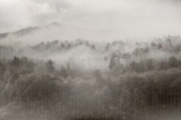 Nebliger Wald mit Bäumen Nebliger Wald mit Bäumen
