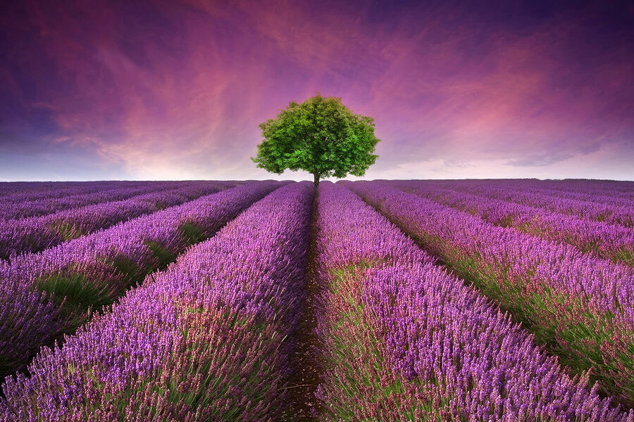 Baum in einem Lavendelfeld