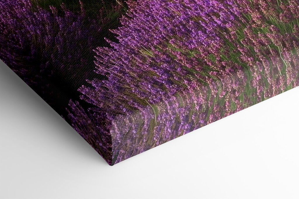 Tree in a field of lavender