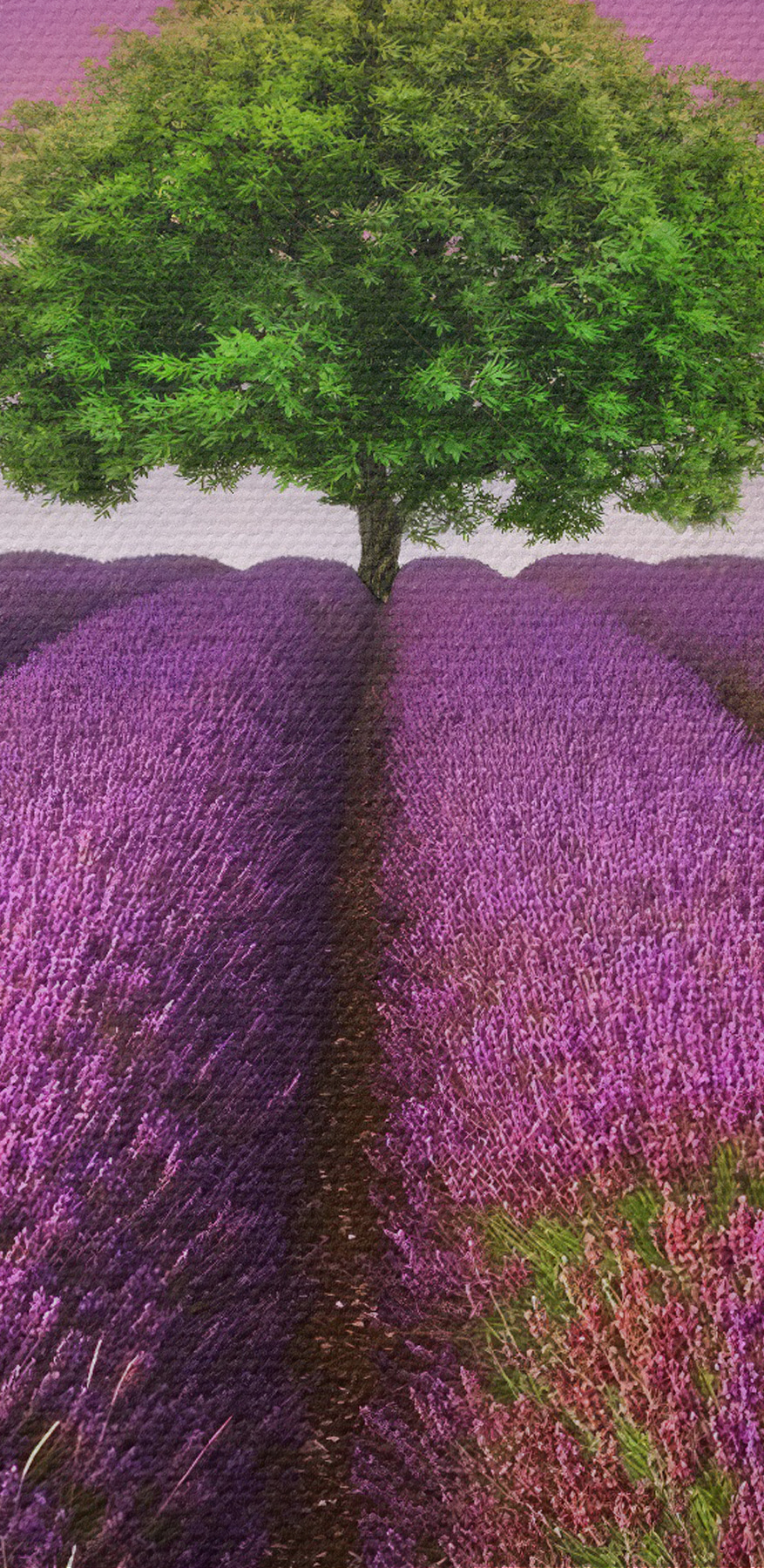 Baum in einem Lavendelfeld