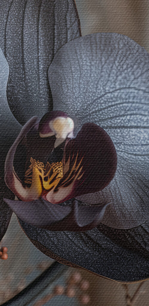 Black flower with white flowers