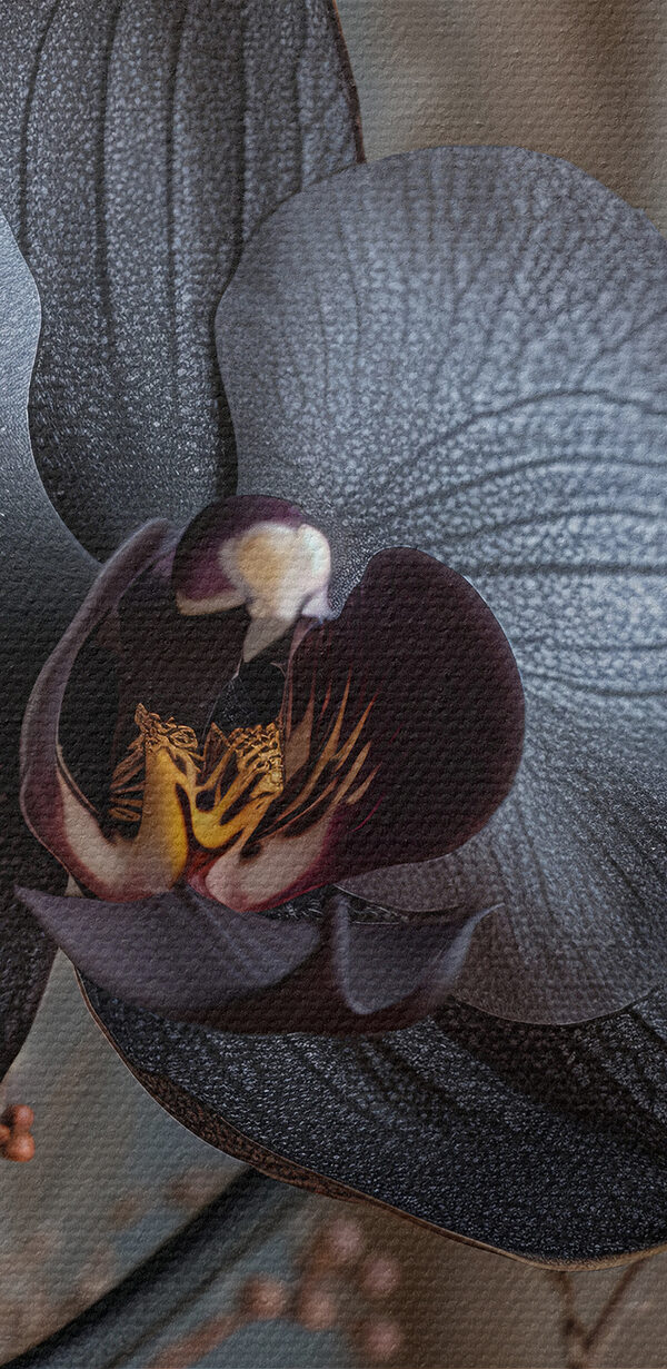 Schwarze Blume mit weißen Blüten Schwarze Blume mit weißen Blüten