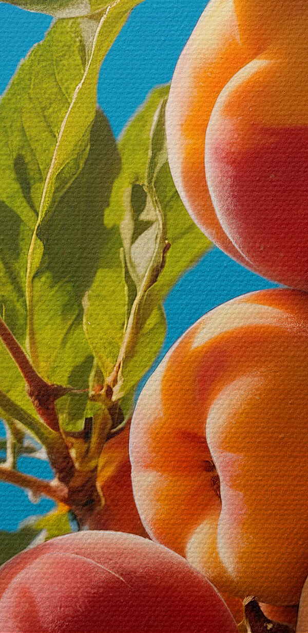 Gruppe von Pfirsichen auf einem Baum Gruppe von Pfirsichen auf einem Baum