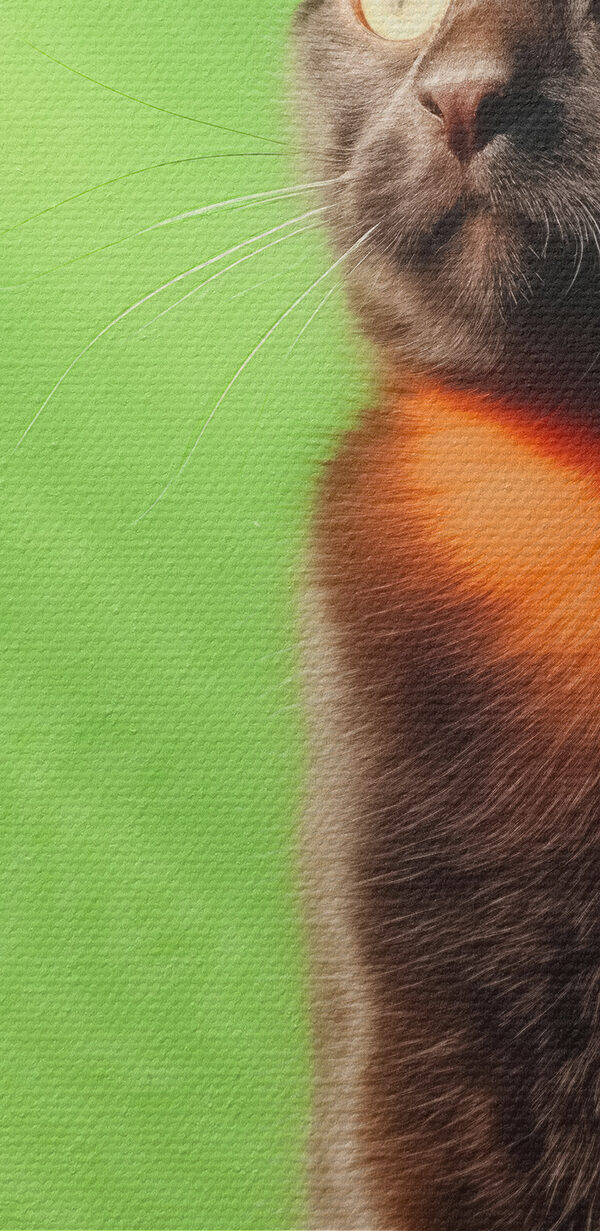 Katze sitzt auf einem Stuhl Katze sitzt auf einem Stuhl