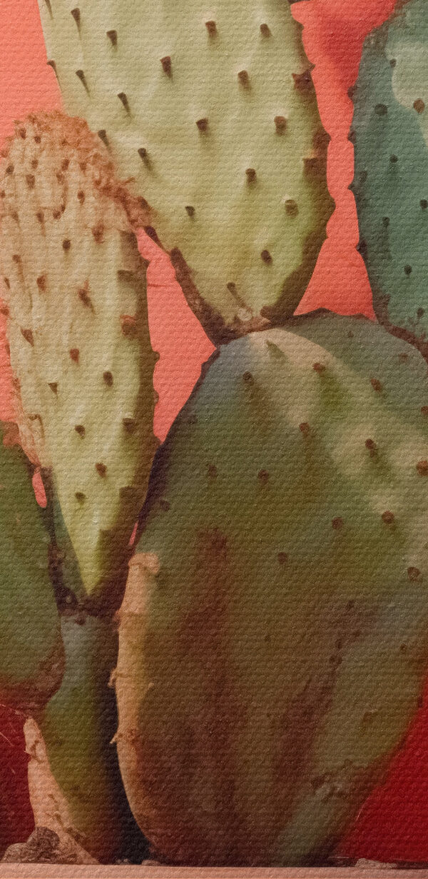 Kaktus in einem Topf an einer Wand Kaktus in einem Topf an einer Wand