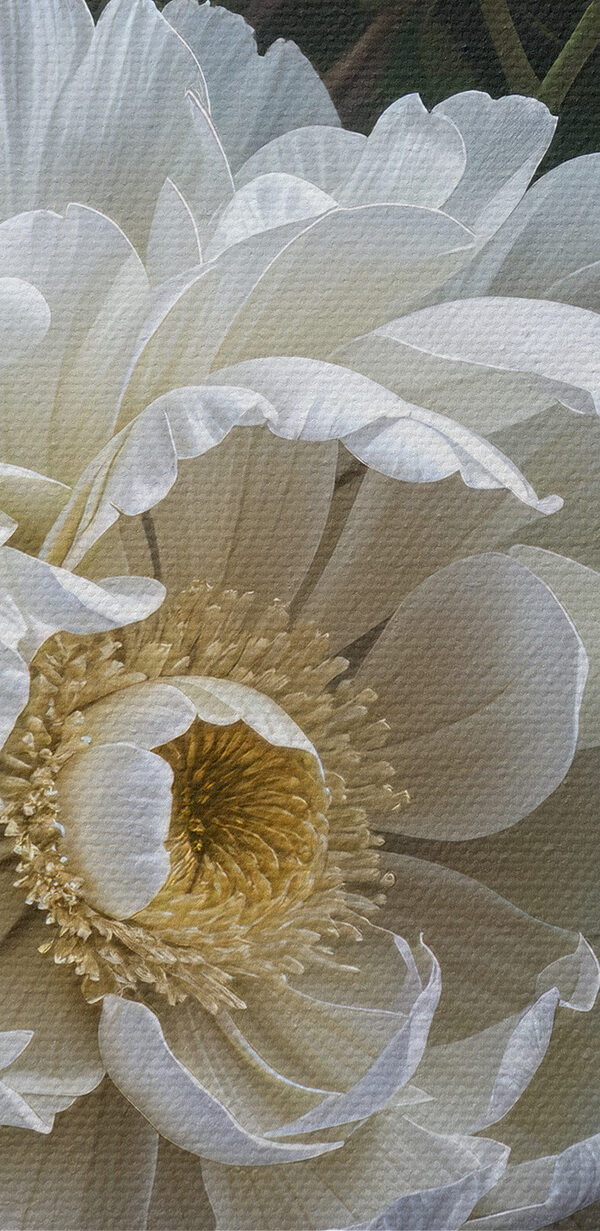 Gruppe von weißen Blumen Gruppe von weißen Blumen