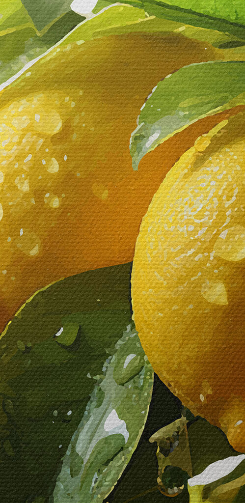 Group of lemons on a tree Group of lemons on a tree
