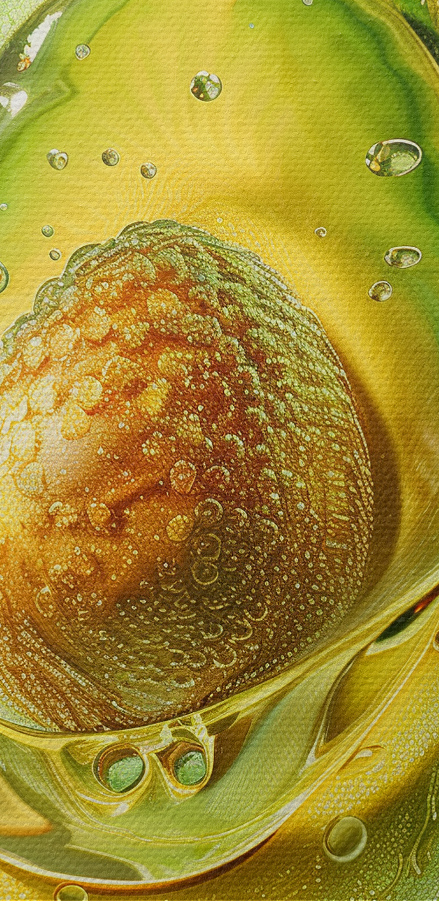 Avocado halbiert Avocado halbiert