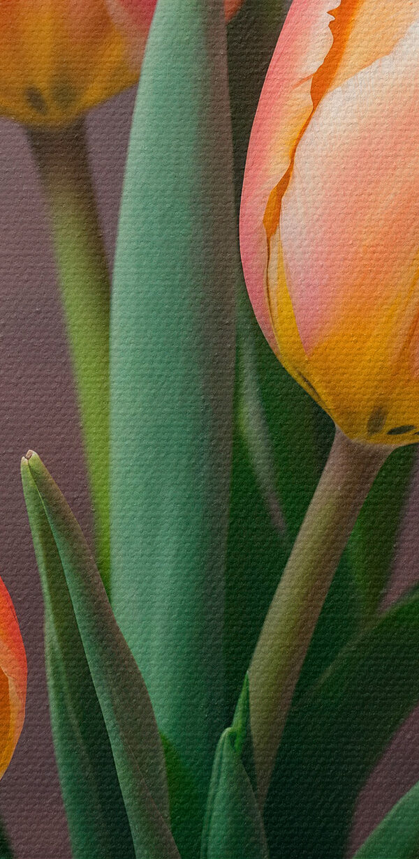 Gruppe von rosa und gelben Tulpen Gruppe von rosa und gelben Tulpen